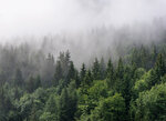 Φωτοταπετσαρία DD118602-Foggy Fir Trees  ( 3,50μ*2,55μ )