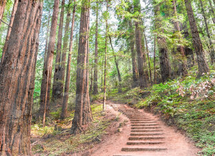 Φωτοταπετσαρία DD118626-Forest Walk1  ( 3,50μ*2,55μ )