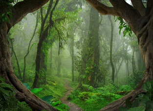 Φωτοταπετσαρία DD118632-Tropical Forest ( 3,50μ*2,55μ )