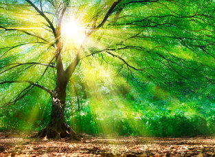 Φωτοταπετσαρία DD118798-Forest Light  ( 3,50μ*2,55μ )