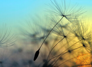 Φωτοταπετσαρία DD118590-Flying Dandelion1  ( 3,50μ*2,55μ )
