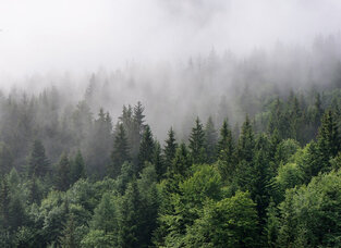 Φωτοταπετσαρία DD118602-Foggy Fir Trees  ( 3,50μ*2,55μ )