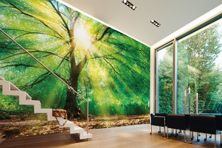 Φωτοταπετσαρία DD118798-Forest Light  ( 3,50μ*2,55μ )