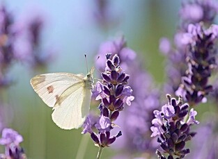 Ρόλερ Ψηφιακής Εκτύπωσης Nature 412-CR