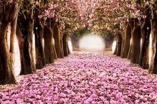Ρόλερ Ψηφιακής Εκτύπωσης Nature 268-SR